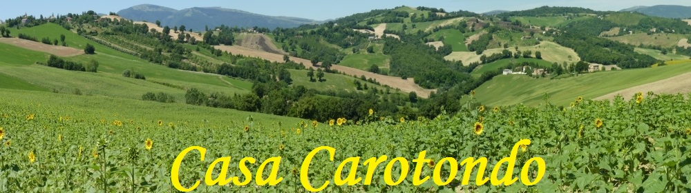 Early sunflowers on the rolling hills between San Ginesio and Tolentino, Le Marche, Italy 
