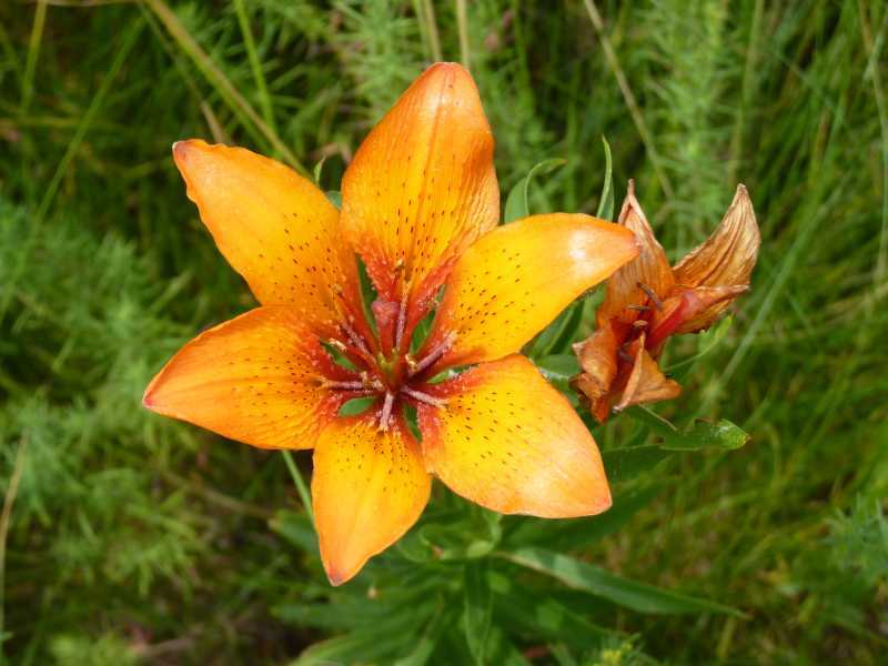 Lilies grow wild in the Sibillini Mountains, Le Marche, Italy
